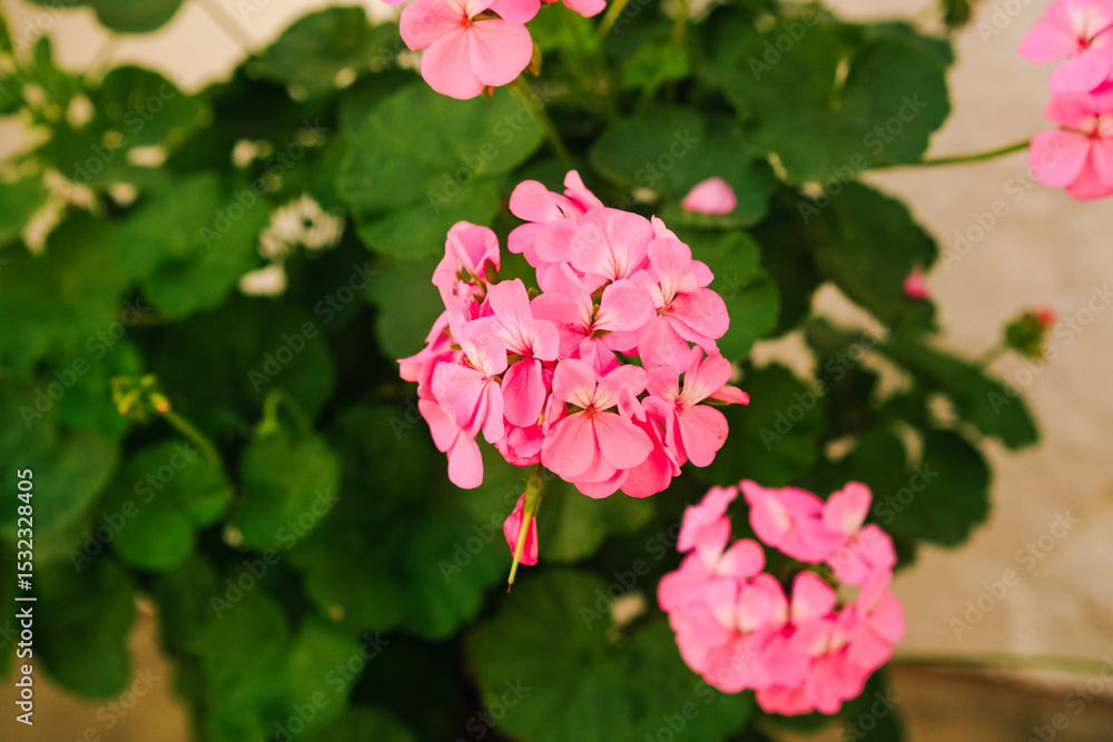Φωτογραφία Detailed close up of garden full of pink geranium flowers in bright day
