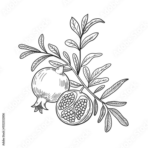 Hand drawn pomegranate branch with fruit and leaves