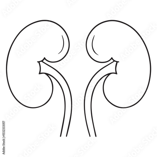 Human Kidneys Outline Icon