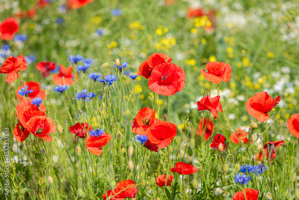 Fototapeta premium Swedish Midsummer field of flowers with red, blue and yellow flowers. The flowers are in full bloom and the colors are vibrant.