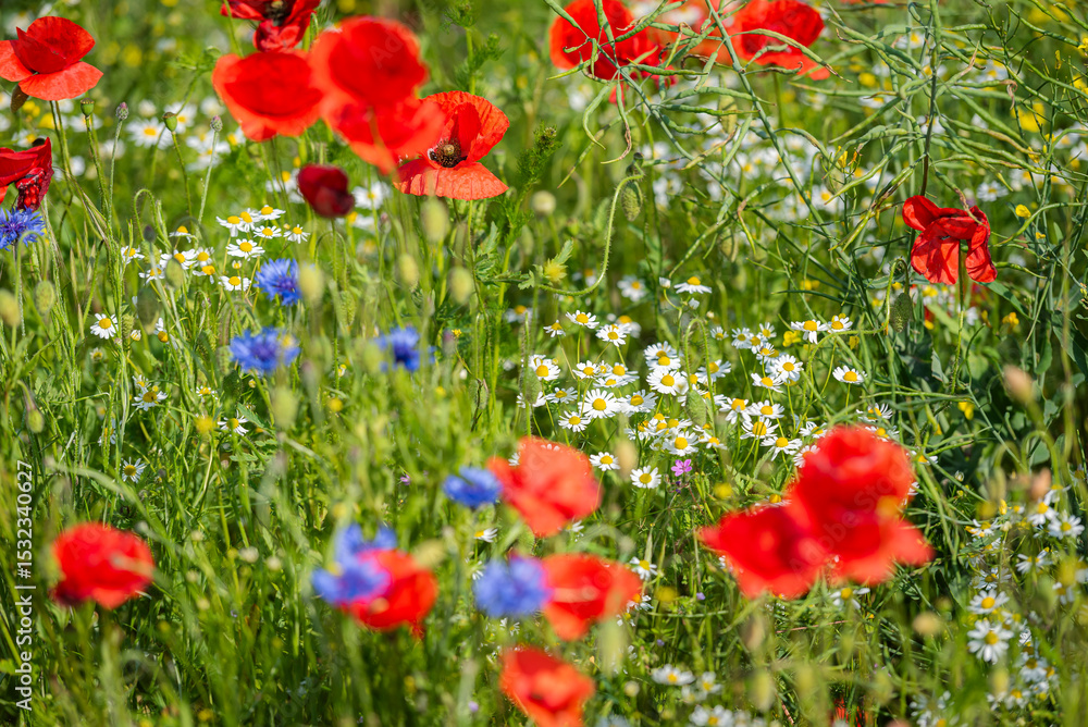 Fototapeta premium Swedish Midsummer field of flowers with red, blue and yellow flowers. The flowers are in full bloom and the colors are vibrant. 