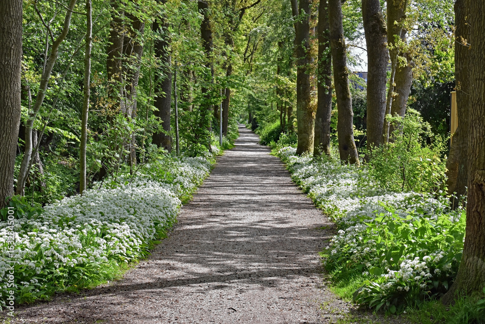 Obraz premium Forrest road with a lot of Wild Garlic