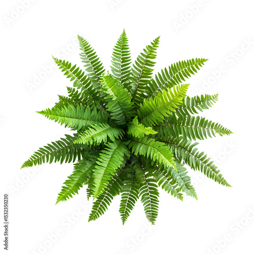Top View Lush Green Fern Plant Perfect for Botanical Designs and Nature Projects