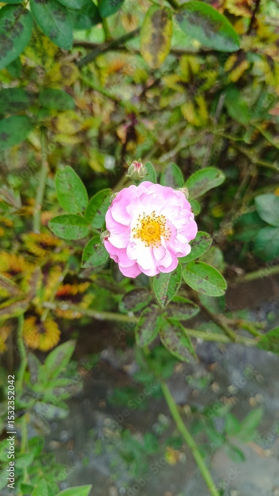 Fototapeta premium pink lotus flower