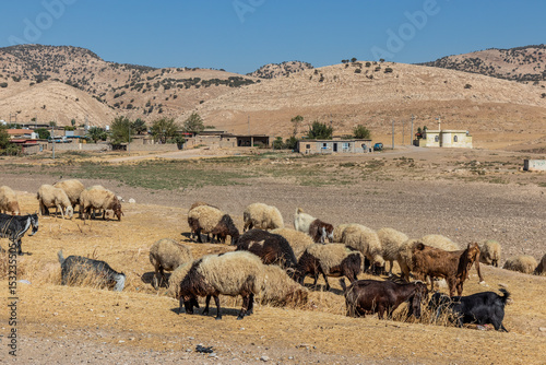 Sheep and a rural settlement near Duhok, Kurdistan Region of Iraq
