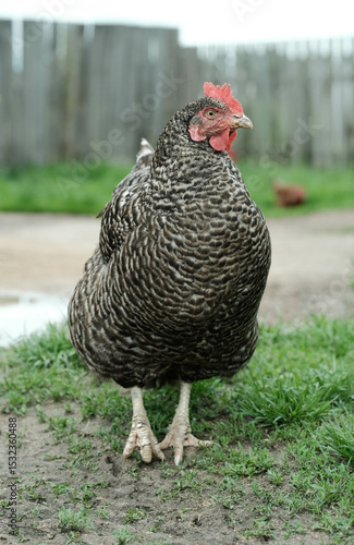A barred Plymouth Rock hen standing confidently in a farmyard setting.