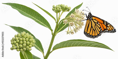 Common milkweed with monarch butterfly, isolated on transparent background for nature-themed projects and educational materials.