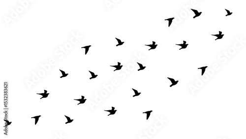 flock of birds flying silhouette vector