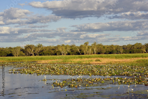 panoramic landscape view to the yellow river billabong in the wetland of Kakadu National Park in the Northern territories of Australia
