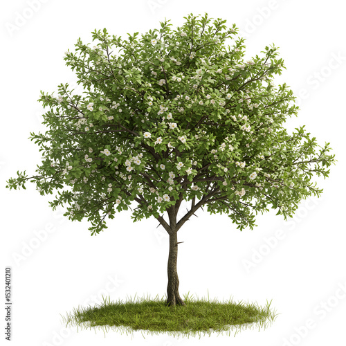 Hawthorn Tree Blooming with Small White Flowers and Thorns