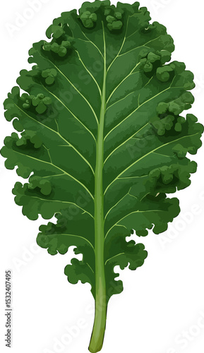 3D kale leaf