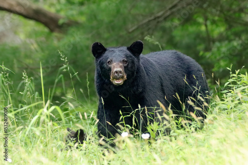Gorgeous Black Bear Mother and Cub Hidden in Tall Grass
