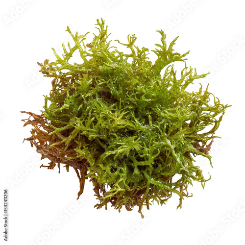 Irish Moss, Irish sea moss, Chondrus crispus, edible seaweed, purple, isolated on transparent background
