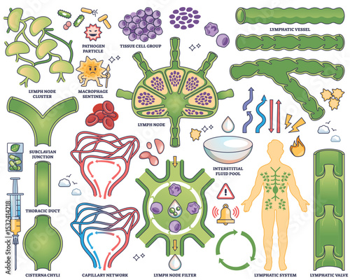 Lymphatic drainage collection shows lymph nodes, vessels, and human body diagram in medical outline style, transparent background. Outline style collection