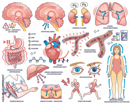 Stress response shows brain, heart, and adrenal glands activating body systems for fight or flight, transparent background. Outline style collection