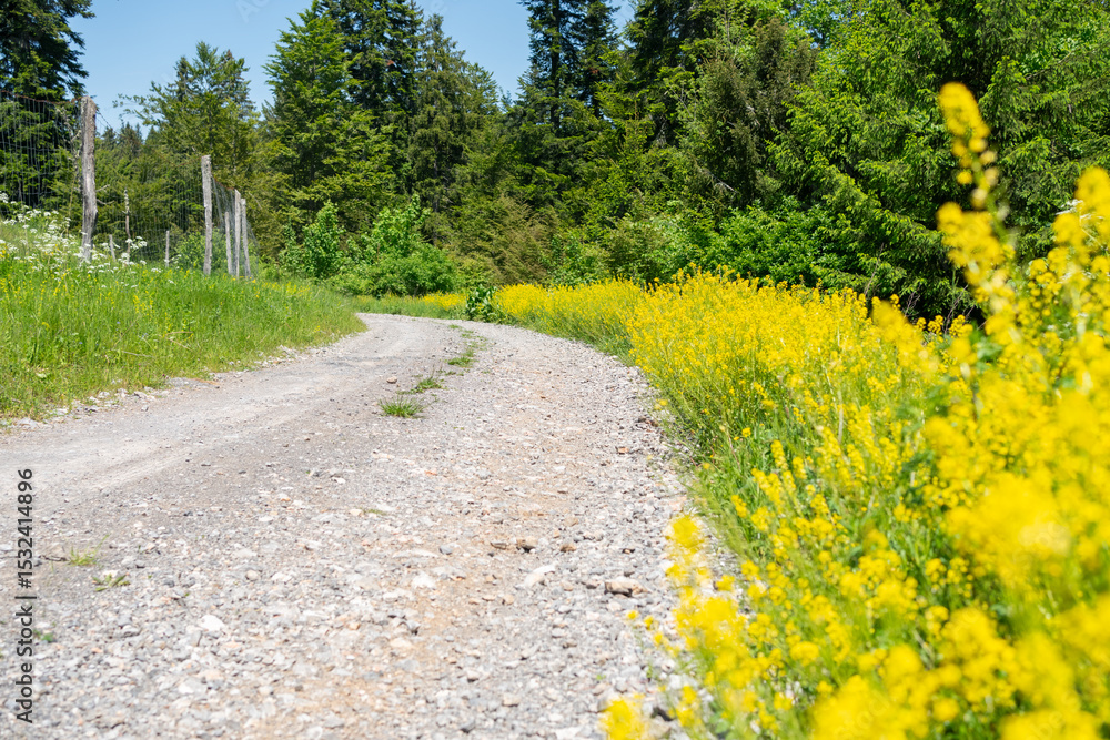 Obraz premium A winding gravel trail through a summer forest in Croatia, lined with blooming yellow wildflowers, with rustic wooden posts along a fence to the left