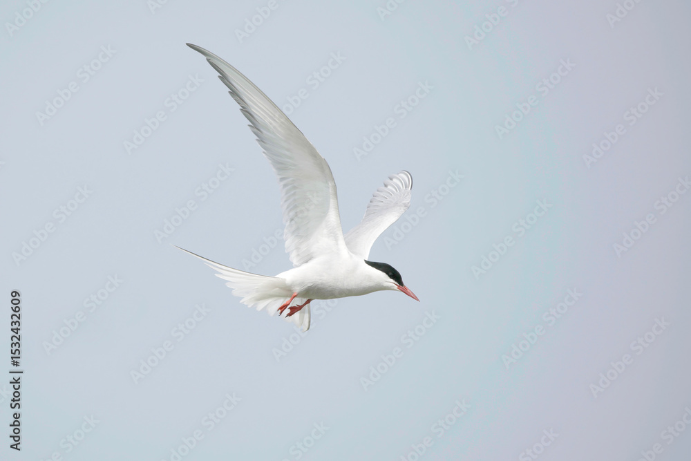 Obraz premium An Arctic Tern in Flight against a blue sky