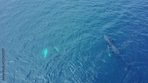 Wallpaper Mural Witness the beauty of a humpback whale swimming alongside its young calf in the tranquil ocean. Their majestic movements create a captivating display of nature's wonders in this serene environment. Torontodigital.ca