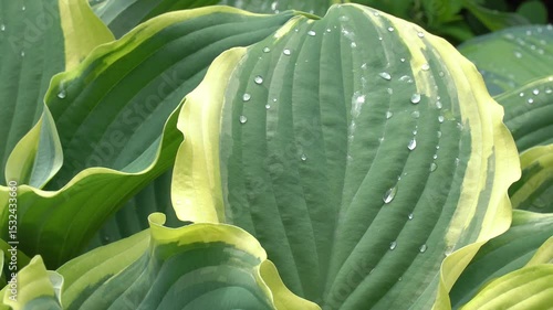 Bright green and yellow hosta leaves sparkle with raindrops in a lush garden early in the morning