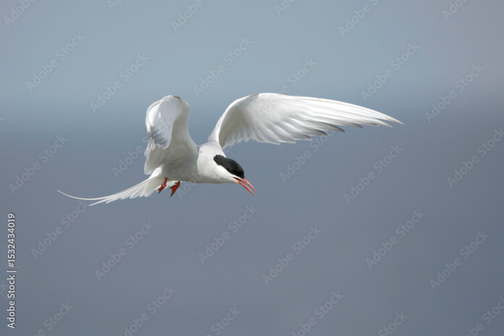 Obraz premium And Arctic Tern in Flight