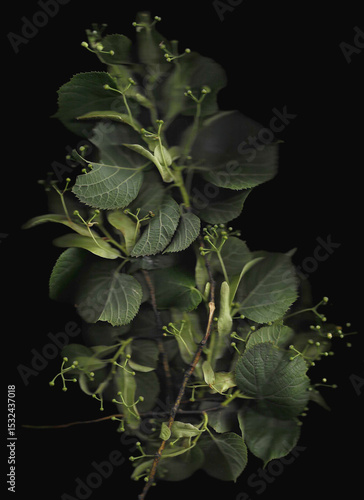 Tilia tree branch scan background. Scanned green linden or basswood leaves bouquet. Glitchy abstract distorted plant. Colourful botanical photocopy with scanner noise effect.