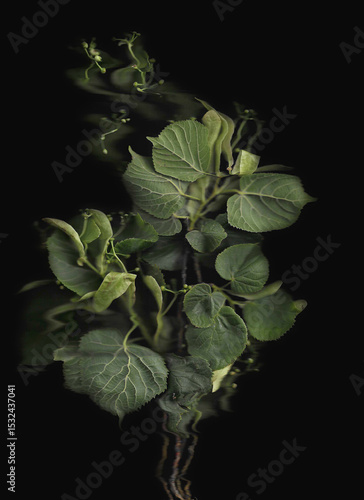 Tilia tree branch scan background. Scanned green linden or basswood leaves bouquet. Glitchy abstract distorted plant. Colourful botanical photocopy with scanner noise effect.