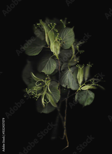Tilia tree branch scan background. Scanned green linden or basswood leaves bouquet. Glitchy abstract distorted plant. Colourful botanical photocopy with scanner noise effect.