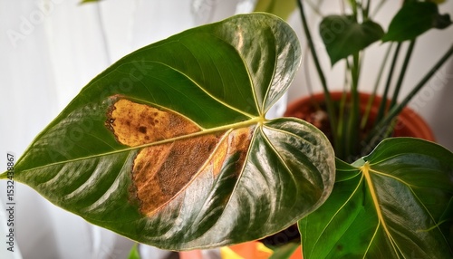 leaves diseases of anthurium leaves have brown spots and dry leaf blight or leaf spot indoor plant problems improper care
