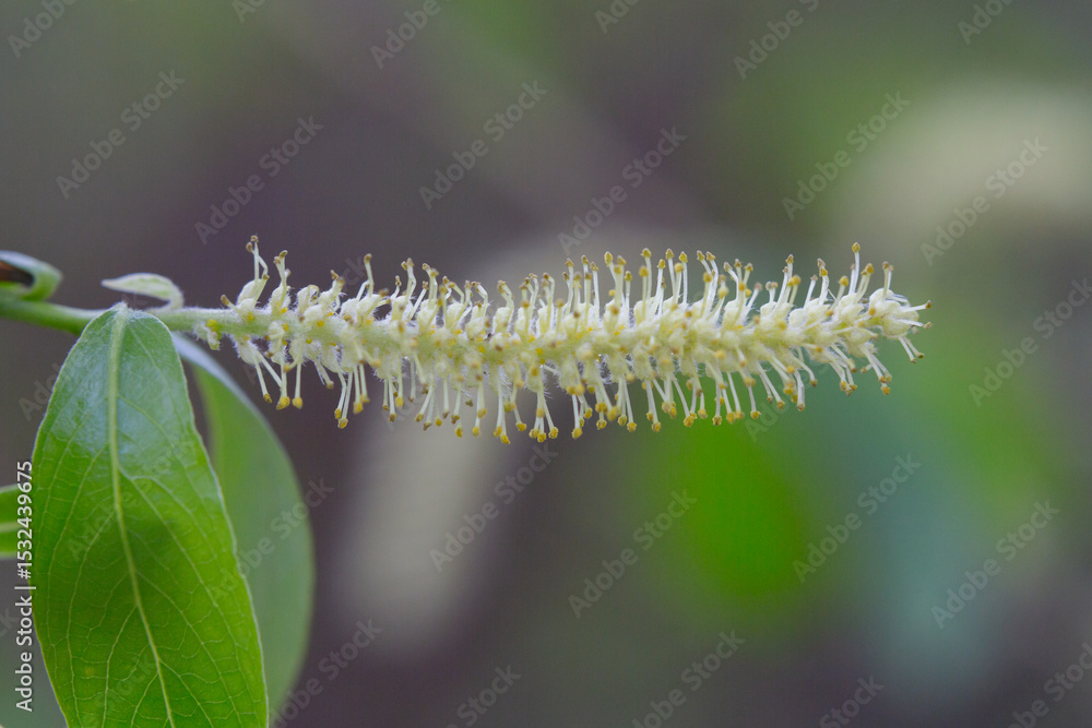 Fototapeta premium Flower of the whte willow (Salix alba) in spring