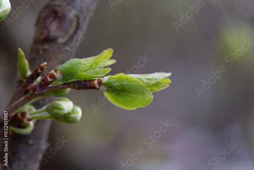 Plum buds on a branch with young green leaves. Early spring, April. Spring flower background