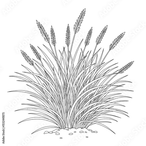 A tuft of grass stands tall against a plain white background, illustrated with fine, clean lines