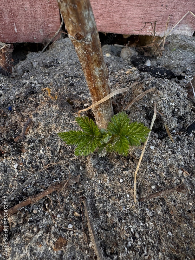 Fototapeta premium Young raspberry shoot, raspberry vine, early spring, soil, ash