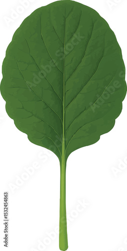 Web 3D Radish Leaf: Soft, Veined, and Naturally Rounded
