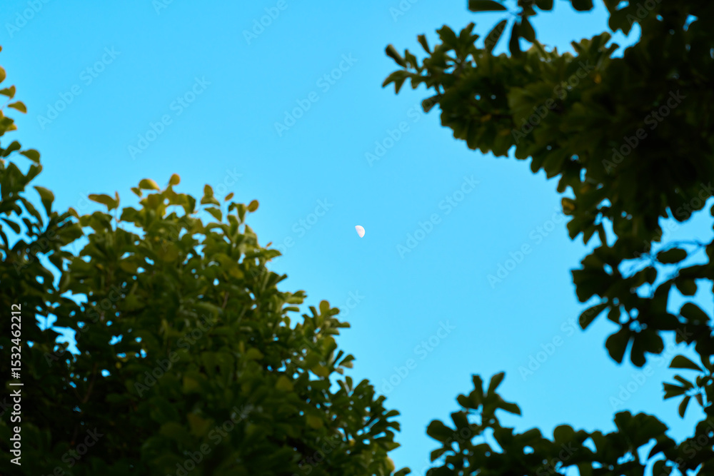 Fototapeta premium 나뭇잎 틈새로 보이는 반달 | Crescent Moon in Blue Sky Through Tree Leaves | 木の葉の隙間から見える青空と三日月