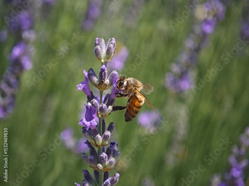 bee on lavender flower