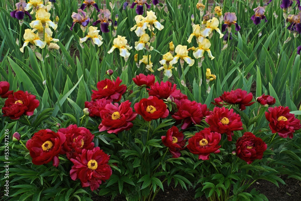 Obraz premium Close up of beautiful red peonies blooming in a garden with irises.