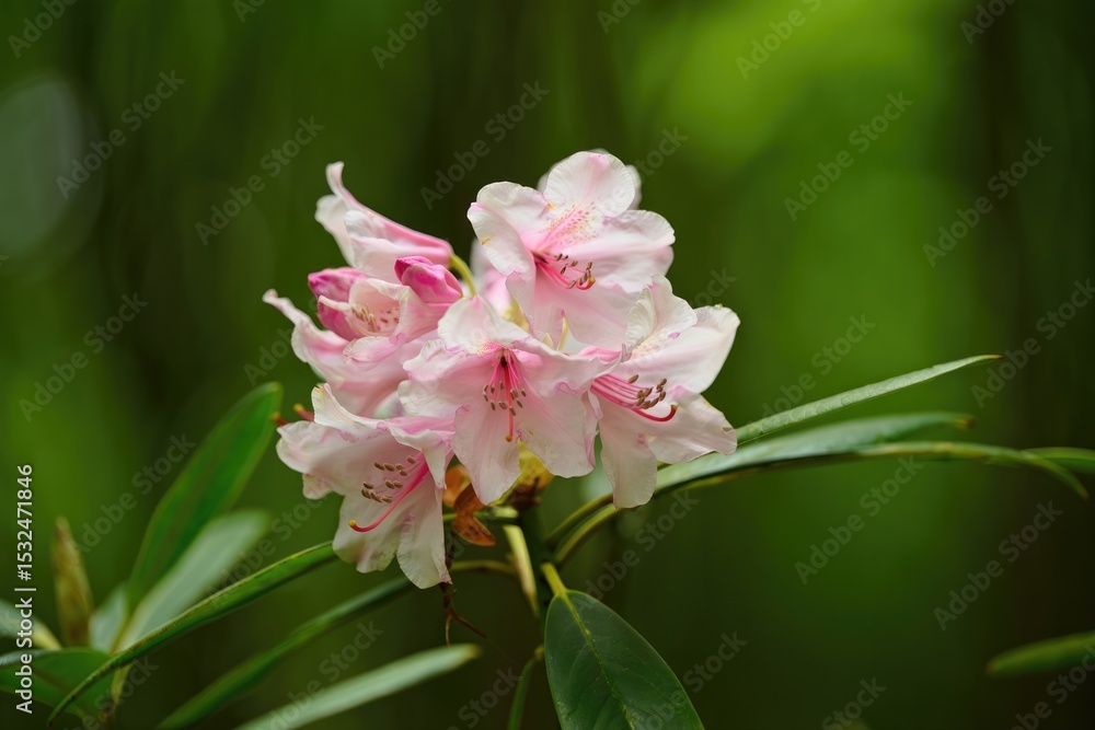 Obraz premium A stunning close up of a blooming pink rhododendron flower in its natural habitat.