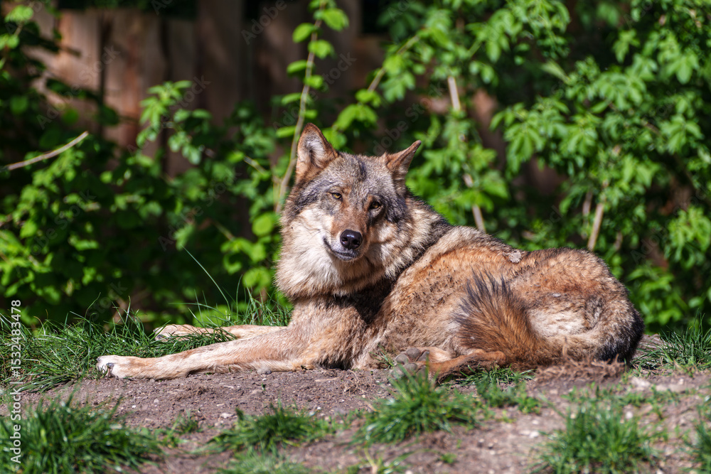 Obraz premium European Grey Wolf, Canis lupus in a german park