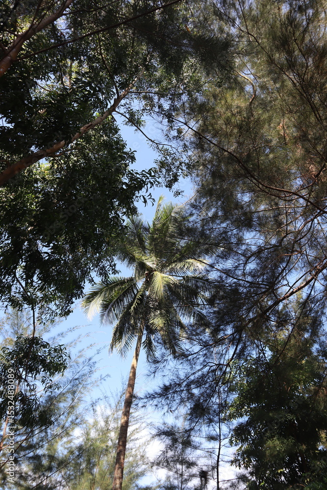 Obraz premium trees in the woods