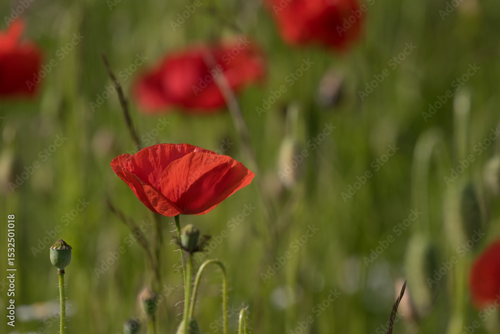 Obraz premium SUMMER LANDSCAPE - Blooming red poppys on a background of the meadow 