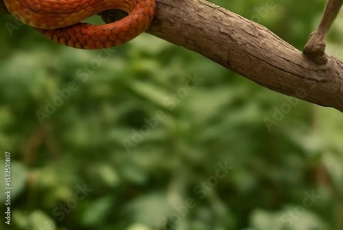A vivid corn snake delicately perched on a mossy forest branch, blending seamlessly into the wild woodland environment with its striking patterned scales
