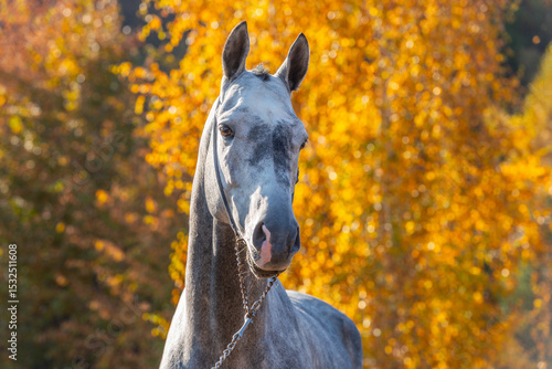 Bild auf Leinwand Gray Akhal-Teke stallion against a background of autumn leaves