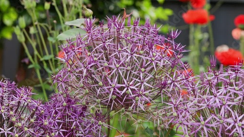 Beautiful purple flowers of allium aflatunense in a summer garden