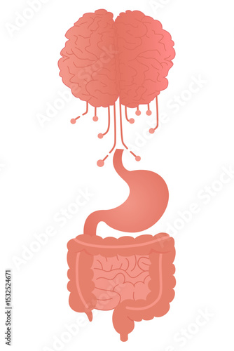Gut-Brain Axis Anatomy with Neural Connections Vector Art