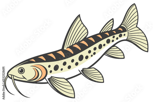 Detailed hillstream loach fish illustration on white background