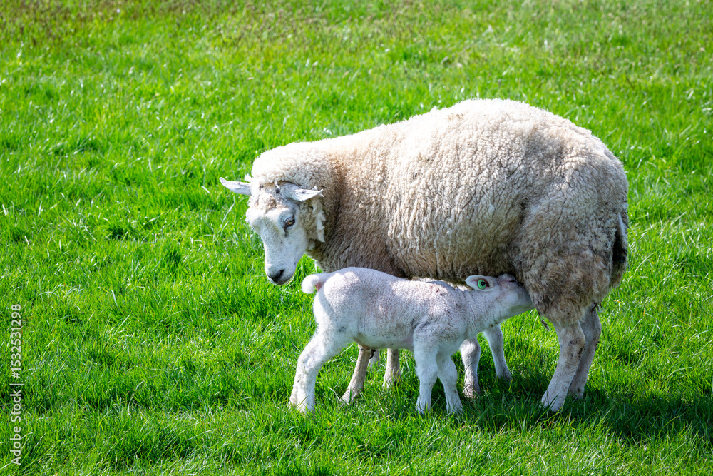 A ewe or female sheep feeds her lamb with colostrum, a nutrient rich milk she produces on a grass rich field in the Dutch countryside A ewe or female sheep feeds her lamb with colostrum, a nutrient rich milk she produces on a grass rich field in the Dutch countryside