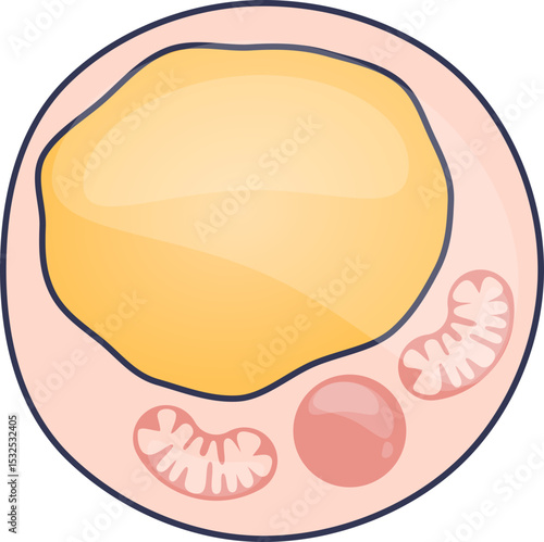 Illustration of a fat cell with lipid droplet and organelles, symbolizing energy storage.