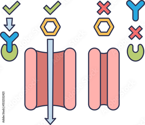 Illustration of glucose transporter mechanism with selective transport.