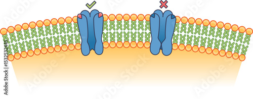 Illustration of a cell membrane with protein channels, highlighting selective permeability.