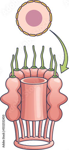 Illustration of a nuclear pore complex with a cell membrane, symbolizing cellular transport.